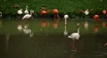 A Group of Red and White Flamingo Birds Flamingoes Relaxing, Eating, Water, Pond HD Footage