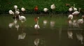 A Group of Red and White Flamingo Birds Flamingoes Relaxing, Eating, Water, Pond HD Footage