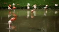 A Group of Red and White Flamingo Birds Flamingoes Relaxing, Eating, Water, Pond HD Footage