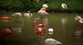 A Group of Red and White Flamingo Birds Flamingoes Relaxing, Eating, Water, Pond HD Footage