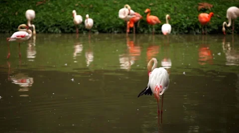 A Group of Red and White Flamingo Birds Flamingoes Relaxing, Eating, Water, Pond Stock Footage