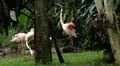 A Group of Red and White Flamingo Birds Flamingoes Relaxing, Eating, Water, Pond HD Footage