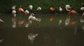 A Group of Red and White Flamingo Birds Flamingoes Relaxing, Eating, Water, Pond HD Footage