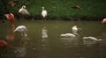 A Group of Red and White Flamingo Birds Flamingoes Relaxing, Eating, Water, Pond HD Footage
