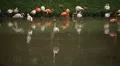 A Group of Red and White Flamingo Birds Flamingoes Relaxing, Eating, Water, Pond HD Footage