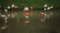 A Group of Red and White Flamingo Birds Flamingoes Relaxing, Eating, Water, Pond HD Footage