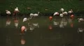 A Group of Red and White Flamingo Birds Flamingoes Relaxing, Eating, Water, Pond HD Footage