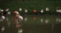 A Group of Red and White Flamingo Birds Flamingoes Relaxing, Eating, Water, Pond HD Footage
