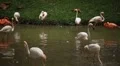 A Group of Red and White Flamingo Birds Flamingoes Relaxing, Eating, Water, Pond HD Footage