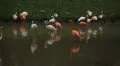 A Group of Red and White Flamingo Birds Flamingoes Relaxing, Eating, Water, Pond HD Footage
