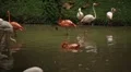 A Group of Red and White Flamingo Birds Flamingoes Relaxing, Eating, Water, Pond HD Footage
