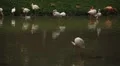 A Group of Red and White Flamingo Birds Flamingoes Relaxing, Eating, Water, Pond HD Footage