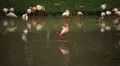 A Group of Red and White Flamingo Birds Flamingoes Relaxing, Eating, Water, Pond HD Footage