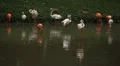 A Group of Red and White Flamingo Birds Flamingoes Relaxing, Eating, Water, Pond HD Footage