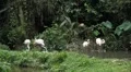 A Group of Red and White Flamingo Birds Flamingoes Relaxing, Eating, Water, Pond HD Footage