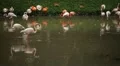 A Group of Red and White Flamingo Birds Flamingoes Relaxing, Eating, Water, Pond HD Footage