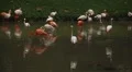 A Group of Red and White Flamingo Birds Flamingoes Relaxing, Eating, Water, Pond HD Footage