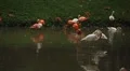A Group of Red and White Flamingo Birds Flamingoes Relaxing, Eating, Water, Pond HD Footage