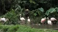 A Group of Red and White Flamingo Birds Flamingoes Relaxing, Eating, Water, Pond HD Footage