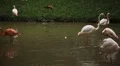 A Group of Red and White Flamingo Birds Flamingoes Relaxing, Eating, Water, Pond HD Footage