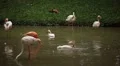 A Group of Red and White Flamingo Birds Flamingoes Relaxing, Eating, Water, Pond HD Footage