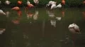 A Group of Red and White Flamingo Birds Flamingoes Relaxing, Eating, Water, Pond HD Footage