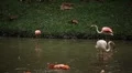 A Group of Red and White Flamingo Birds Flamingoes Relaxing, Eating, Water, Pond HD Footage