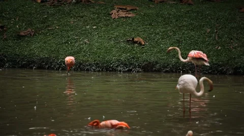 A Group of Red and White Flamingo Birds Flamingoes Relaxing, Eating, Water, Pond Stock Footage