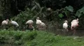A Group of Red and White Flamingo Birds Flamingoes Relaxing, Eating, Water, Pond HD Footage