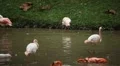 A Group of Red and White Flamingo Birds Flamingoes Relaxing, Eating, Water, Pond HD Footage