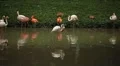 A Group of Red and White Flamingo Birds Flamingoes Relaxing, Eating, Water, Pond HD Footage