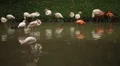 A Group of Red and White Flamingo Birds Flamingoes Relaxing, Eating, Water, Pond HD Footage
