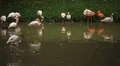 A Group of Red and White Flamingo Birds Flamingoes Relaxing, Eating, Water, Pond HD Footage