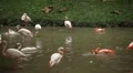 A Group of Red and White Flamingo Birds Flamingoes Relaxing, Eating, Water, Pond HD Footage