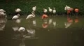A Group of Red and White Flamingo Birds Flamingoes Relaxing, Eating, Water, Pond HD Footage