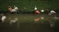 A Group of Red and White Flamingo Birds Flamingoes Relaxing, Eating, Water, Pond HD Footage