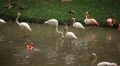 A Group of Red and White Flamingo Birds Flamingoes Relaxing, Eating, Water, Pond HD Footage