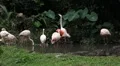 A Group of Red and White Flamingo Birds Flamingos Relaxing, Eating, Water, Pond HD Footage