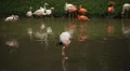A Group of Red and White Flamingo Birds Flamingoes Relaxing, Eating, Water, Pond HD Footage