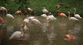 A Group of Red and White Flamingo Birds Flamingoes Relaxing, Eating, Water, Pond HD Footage