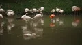 A Group of Red and White Flamingo Birds Flamingoes Relaxing, Eating, Water, Pond HD Footage