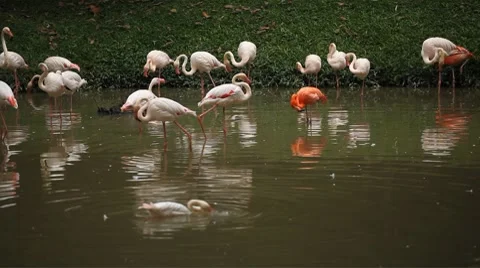 A Group of Red and White Flamingo Birds Flamingoes Relaxing, Eating, Water, Pond Stock Footage