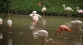A Group of Red and White Flamingo Birds Flamingos Relaxing, Eating, Water, Pond HD Footage
