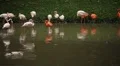 A Group of Red and White Flamingo Birds Flamingoes Relaxing, Eating, Water, Pond HD Footage
