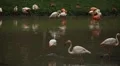 A Group of Red and White Flamingo Birds Flamingos Relaxing, Eating, Water, Pond HD Footage