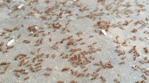 Group red ant insect are taking away rice Stock Footage 320632560