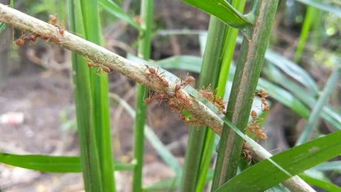 Group of red ant insect on brown stem leaves Stock Footage 320634492
