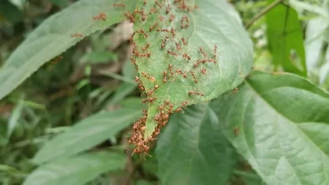 A group of red ant insects make a nest in a green leaf Stock Footage 292237653