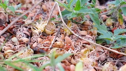 Group of red ant on tropical forest Stock Footage 154598330