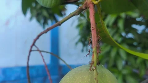 A group of red ants is actively crawling on the stem of a green mango fruit Stock Footage 337889867